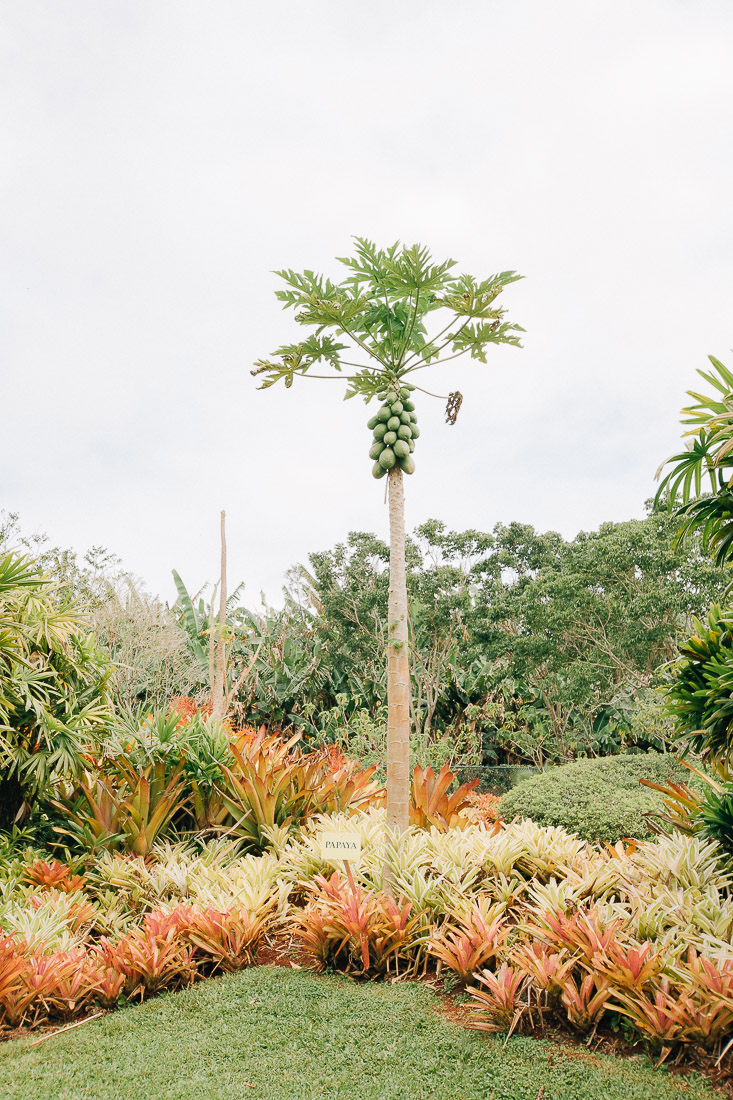 first timer's guide to oahu