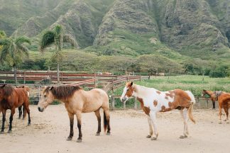 first timer's guide to oahu