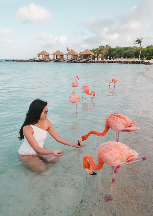 How to See Flamingos in Aruba
