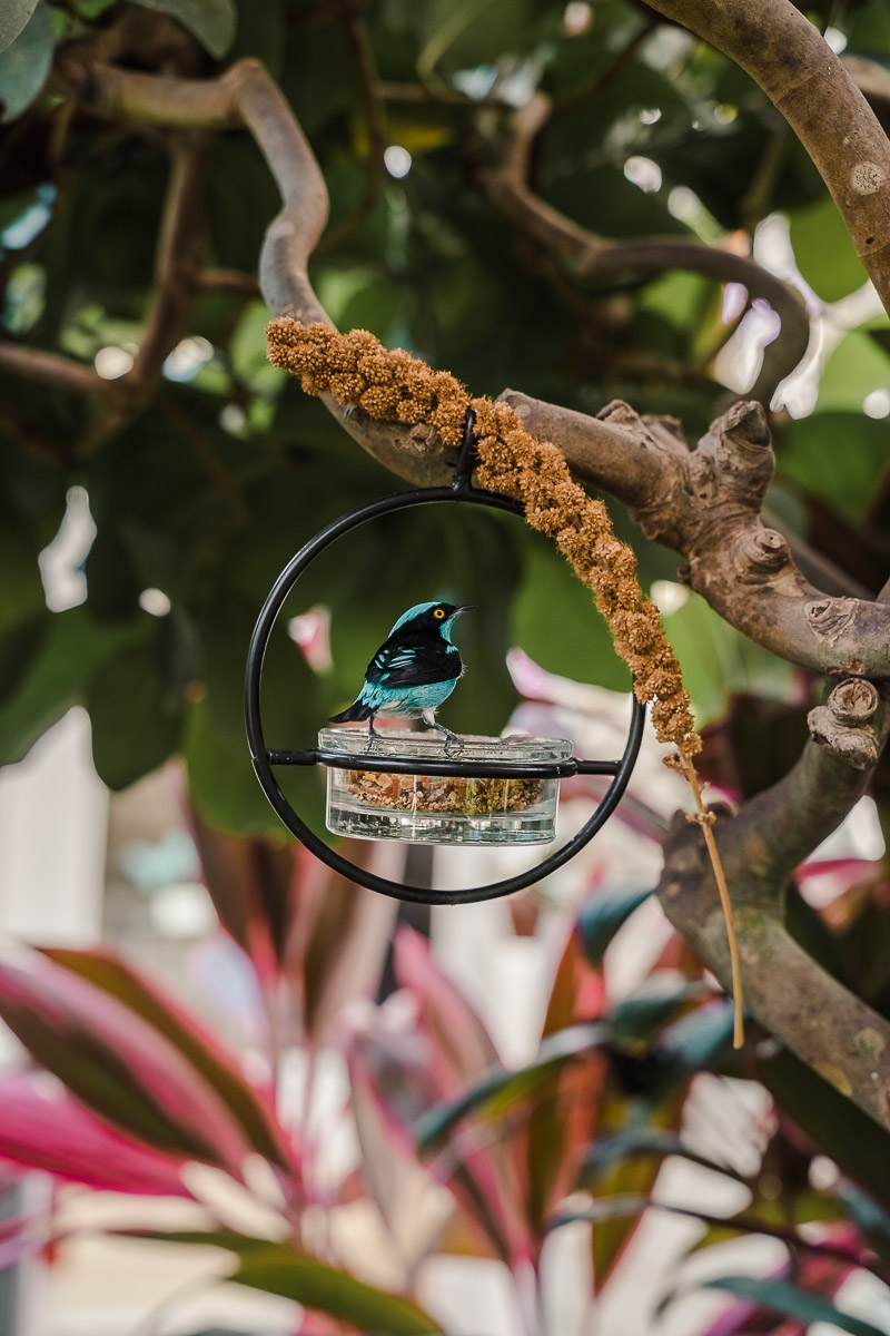 First Timer's Guide to the Florida Keys palegreen-crane-919287.hostingersite.com