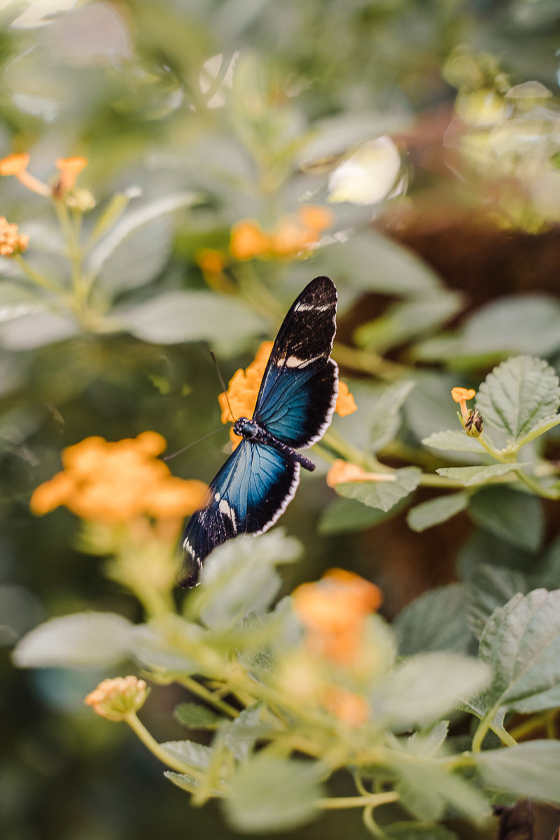 First Timer's Guide to the Florida Keys palegreen-crane-919287.hostingersite.com