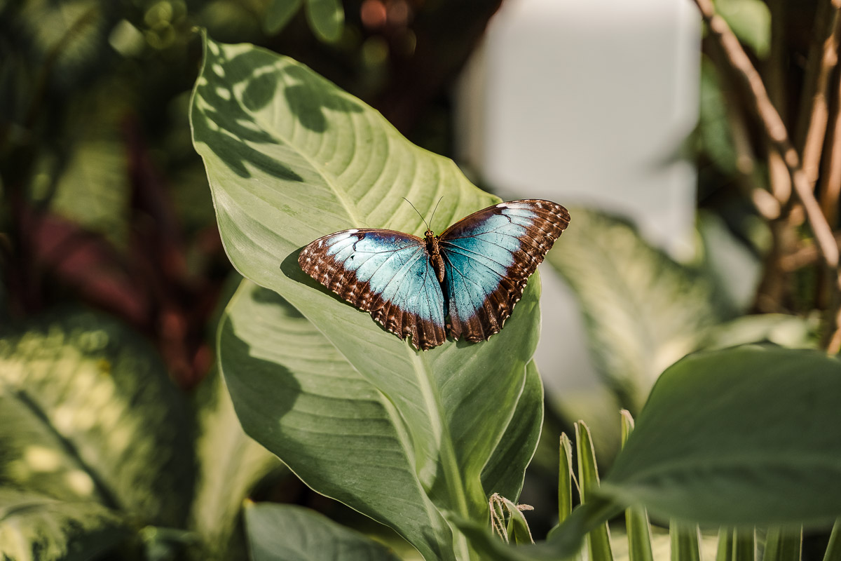 First Timer's Guide to the Florida Keys palegreen-crane-919287.hostingersite.com