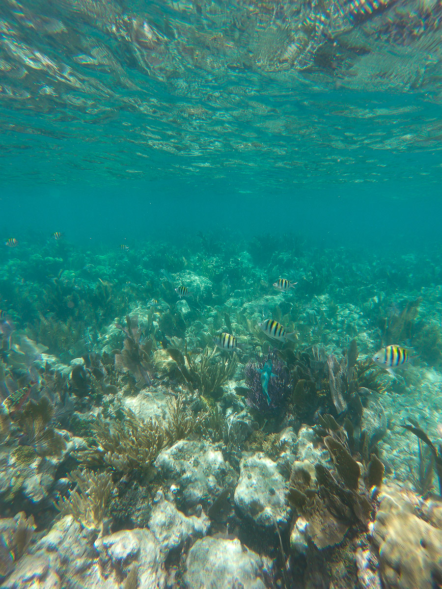 First Timer's Guide to the Florida Keys palegreen-crane-919287.hostingersite.com